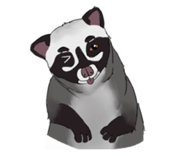 Ciki Civet (Asian Palm Civet) sticker #14018514