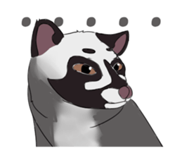 Ciki Civet (Asian Palm Civet) sticker #14018516