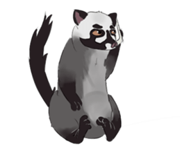 Ciki Civet (Asian Palm Civet) sticker #14018535