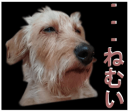 dog of Feeling It's so.! sticker #14019871