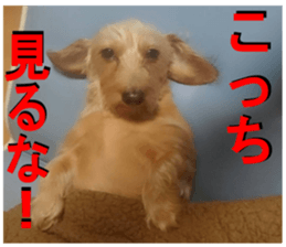 dog of Feeling It's so.! sticker #14019873