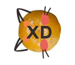 Orange Orange cat Of your oranges sticker #14020964