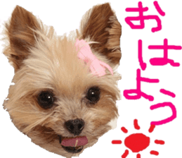 Yorkie Azuki Kinako Cocoa sticker sticker #14022174