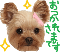 Yorkie Azuki Kinako Cocoa sticker sticker #14022175