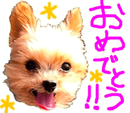 Yorkie Azuki Kinako Cocoa sticker sticker #14022181