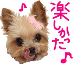 Yorkie Azuki Kinako Cocoa sticker sticker #14022184