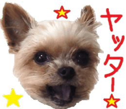 Yorkie Azuki Kinako Cocoa sticker sticker #14022204