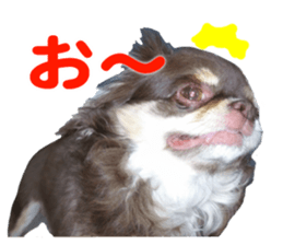CHIHUAHUA SHOCOLA sticker #14023830