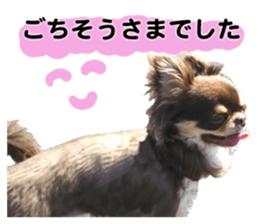 CHIHUAHUA SHOCOLA sticker #14023831