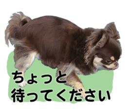 CHIHUAHUA SHOCOLA sticker #14023832
