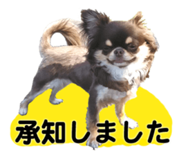 CHIHUAHUA SHOCOLA sticker #14023833