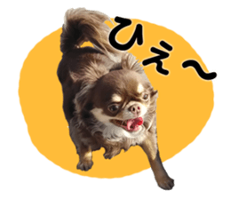 CHIHUAHUA SHOCOLA sticker #14023834