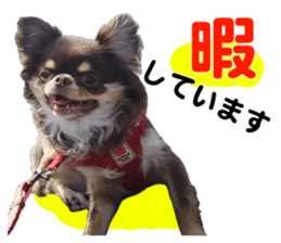 CHIHUAHUA SHOCOLA sticker #14023835