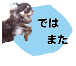 CHIHUAHUA SHOCOLA sticker #14023836