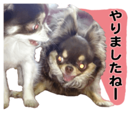 CHIHUAHUA SHOCOLA sticker #14023837