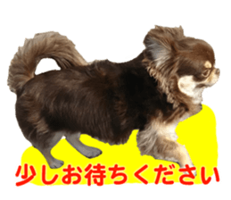 CHIHUAHUA SHOCOLA sticker #14023838