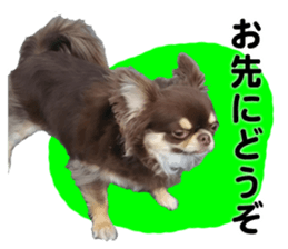 CHIHUAHUA SHOCOLA sticker #14023839