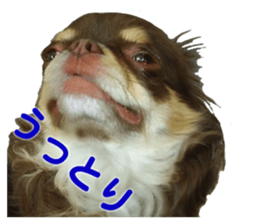 CHIHUAHUA SHOCOLA sticker #14023840