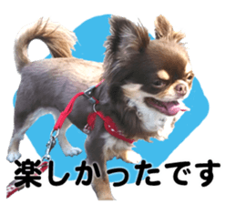 CHIHUAHUA SHOCOLA sticker #14023841