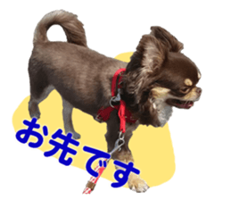 CHIHUAHUA SHOCOLA sticker #14023842