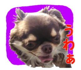 CHIHUAHUA SHOCOLA sticker #14023843