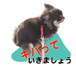 CHIHUAHUA SHOCOLA sticker #14023844