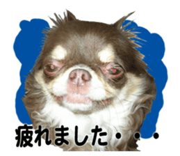 CHIHUAHUA SHOCOLA sticker #14023845