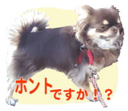 CHIHUAHUA SHOCOLA sticker #14023846