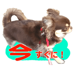 CHIHUAHUA SHOCOLA sticker #14023847