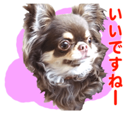 CHIHUAHUA SHOCOLA sticker #14023848