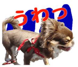 CHIHUAHUA SHOCOLA sticker #14023849