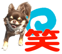 CHIHUAHUA SHOCOLA sticker #14023850