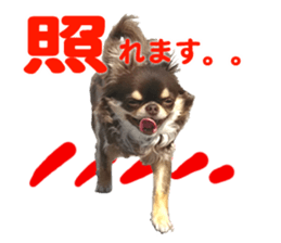 CHIHUAHUA SHOCOLA sticker #14023851