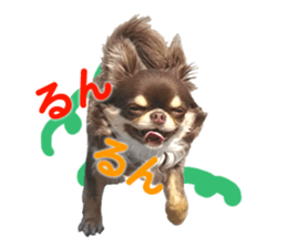 CHIHUAHUA SHOCOLA sticker #14023852