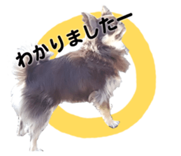 CHIHUAHUA SHOCOLA sticker #14023853