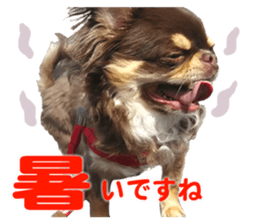 CHIHUAHUA SHOCOLA sticker #14023854