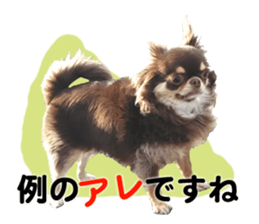 CHIHUAHUA SHOCOLA sticker #14023855