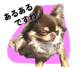 CHIHUAHUA SHOCOLA sticker #14023856