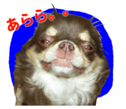 CHIHUAHUA SHOCOLA sticker #14023857