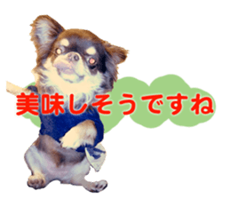 CHIHUAHUA SHOCOLA sticker #14023858