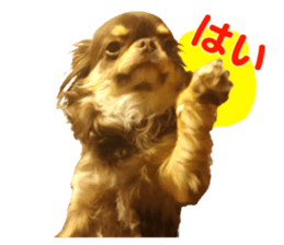 CHIHUAHUA SHOCOLA sticker #14023859