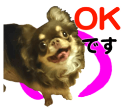 CHIHUAHUA SHOCOLA sticker #14023860