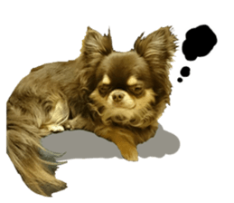 CHIHUAHUA SHOCOLA sticker #14023861