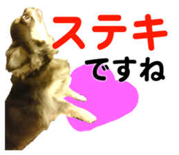 CHIHUAHUA SHOCOLA sticker #14023862