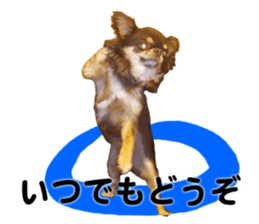 CHIHUAHUA SHOCOLA sticker #14023863