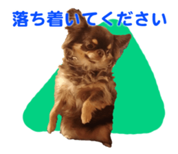 CHIHUAHUA SHOCOLA sticker #14023864