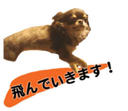 CHIHUAHUA SHOCOLA sticker #14023865
