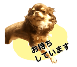 CHIHUAHUA SHOCOLA sticker #14023866