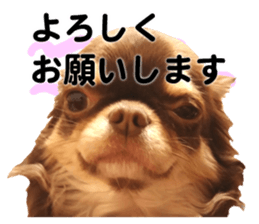 CHIHUAHUA SHOCOLA sticker #14023867