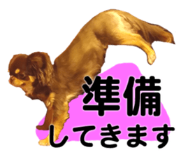 CHIHUAHUA SHOCOLA sticker #14023868